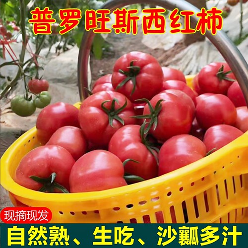 陕西泾阳普罗旺斯西红柿生吃推荐