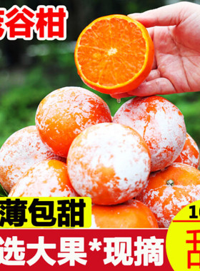 广西正宗武鸣新鲜茂谷柑5斤包邮应当季水果橘子石灰柑脏脏柑桔子