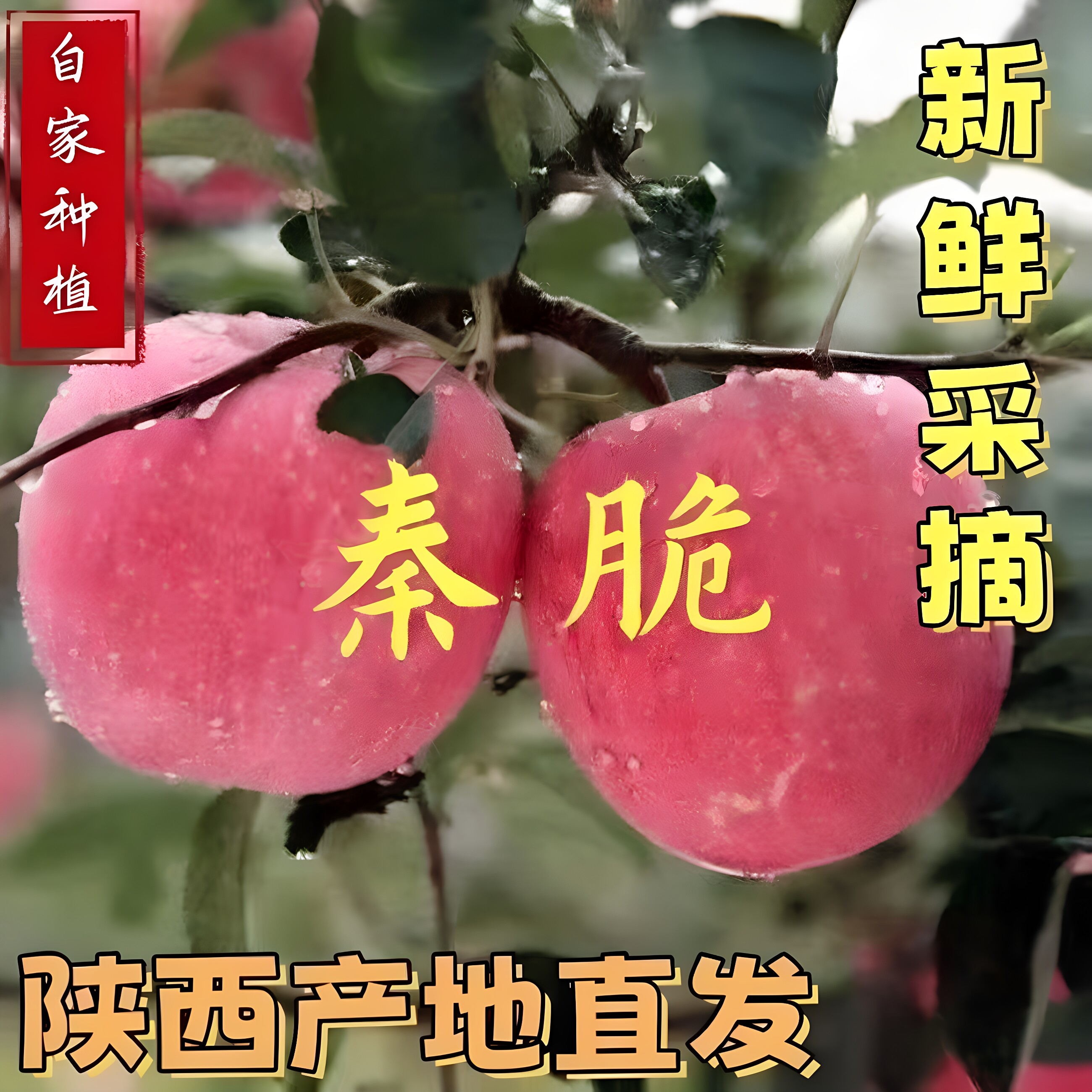 陕西正宗秦脆苹果脆甜富士苹果大果新鲜包邮当季孕妇儿童水果苹果