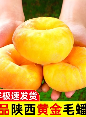 陕西礼泉黄金蟠桃黄毛蟠桃5斤新鲜包邮应季水果孕妇甜蜜桃扁桃子