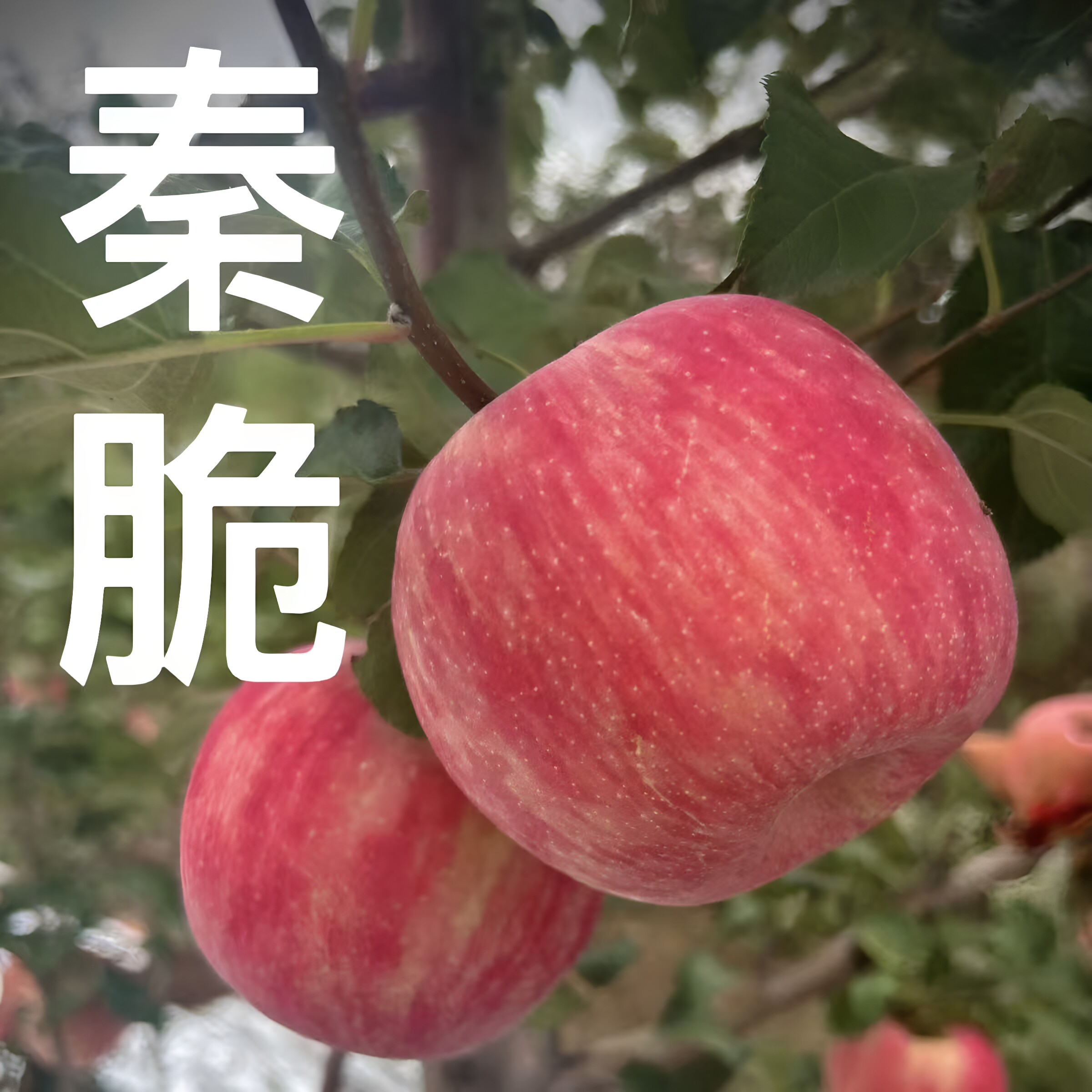 陕西正宗秦脆苹果脆甜富士苹果现摘包邮应当季新鲜孕妇水果红苹果