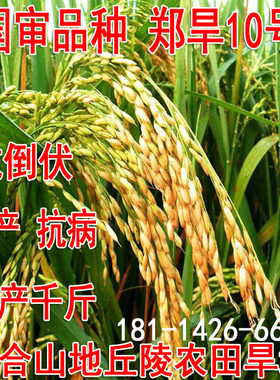 旱稻种子郑旱10号早熟节水稻谷山地籼米种子糯稻常规粳稻旱地直播