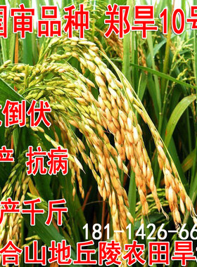 旱稻种子郑旱10号早熟节水稻谷山地籼米种子糯稻常规粳稻旱地直播