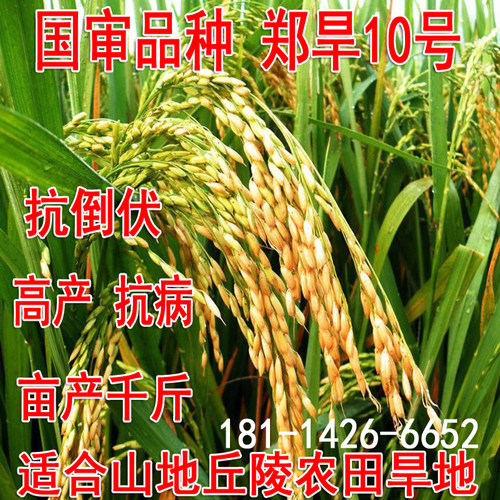 旱稻种子郑旱10号早熟节水稻谷山地籼米种子糯稻常规粳稻旱地直播