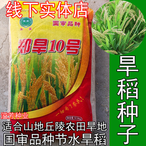 旱稻郑旱十号1811-4266-652