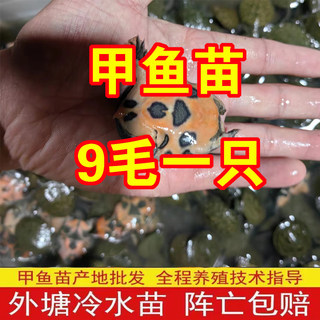 小甲鱼苗活体外塘养殖团鱼苗王八苗中华鳖苗包活龙鱼活饵100只