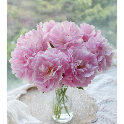 芍药鲜切花重瓣花室内