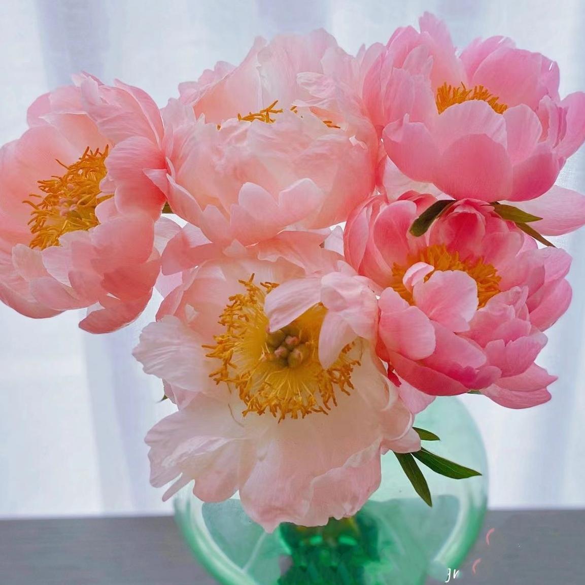 鲜花绿植芍药 鲜切花 花卉荷兰颗粒鲜牡丹洋花店专送顺丰包邮莎拉