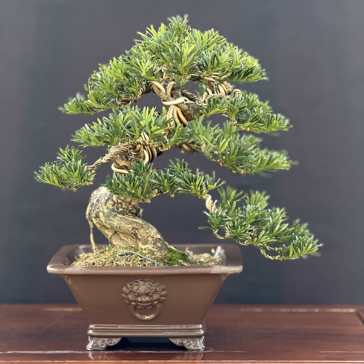 老桩提根矮霸罗汉松盆景一物一拍