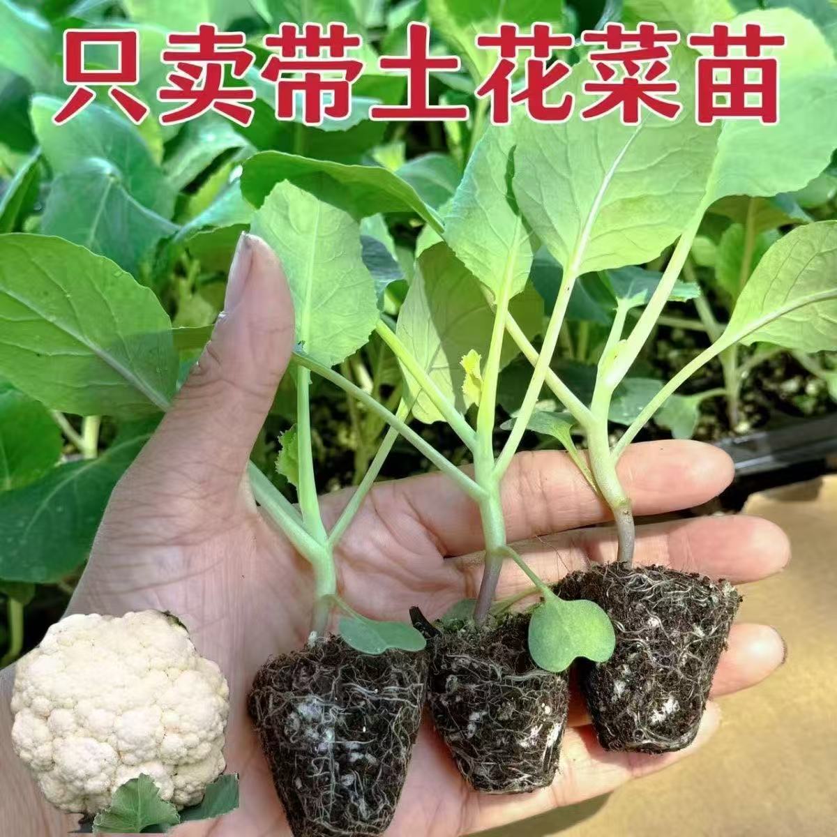 有机花菜苗秧苗青梗松花菜种苗四季阳台庭院种植耐寒花椰菜西蓝花