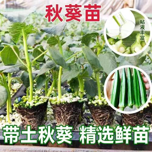 黄秋葵种苗春季夏季耐热红秋葵