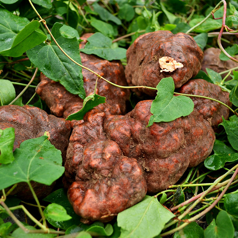 【单个20.36千克】贵州特大野生正宗何首乌