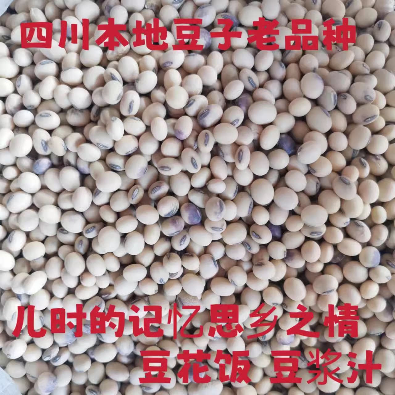 四川本地黄豆农家土黄豆豆子椭圆形老品种盆栽发豆芽豆浆豆腐豆花