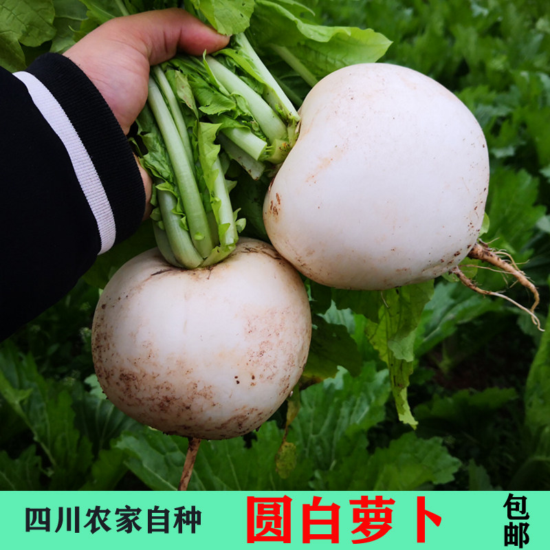 四川圆白萝卜农家自种蔬菜新鲜当季春不老炖汤萝卜泡菜圆根萝卜,水产肉类/新鲜蔬果/熟食,萝卜/胡萝卜,淘宝优惠券,粉丝福利购,淘宝优惠卷