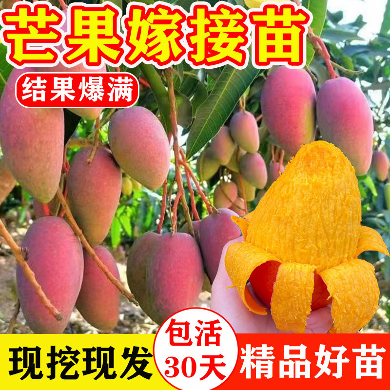 嫁接芒果苗树特大四季芒果树苗金煌贵妃芒果树苖当年结果地栽盆栽