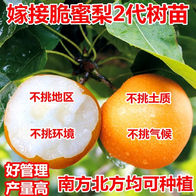 梨树果苗嫁接秋月梨苗当年结果翠冠砀山皇冠梨子活苗s