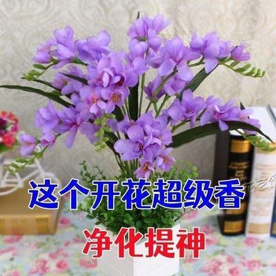 低价折扣】30天开花浓香种球盆栽室内植物水培酢浆草水仙百合兰z