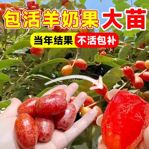 羊奶果苗嫁接盆栽特大甜鲜果树德甜二号杨奶果树苗南北方四季庭院