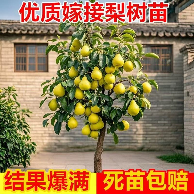 梨树果苗当年结果嫁接秋月梨翠冠梨南北方种植盆地栽56