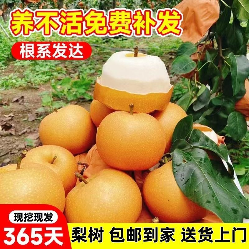 正宗秋月梨树果苗盆栽嫁接包对版果树庭院地栽南北方种植当年结果