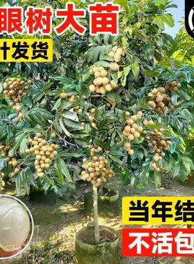 重庆嫁接储良龙眼树苖桂圆树苗南方种植盆栽地栽水果树苗当年结果