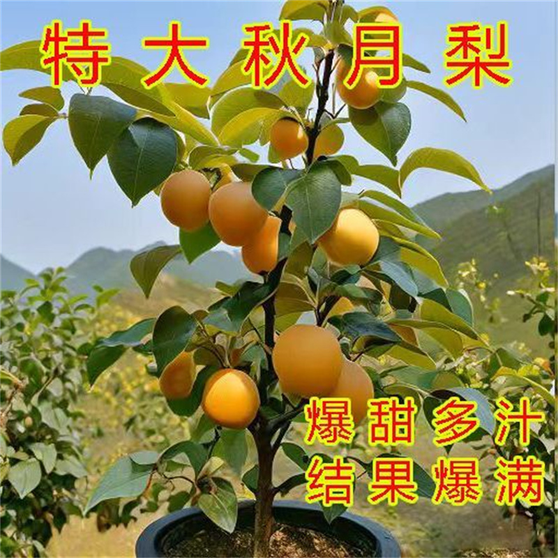 梨树果苗当年结果嫁接秋月梨翠冠梨南北方种植盆地栽56