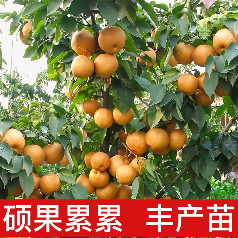 梨树果苗当年结果嫁接秋月梨翠冠梨南北方种植盆地栽56
