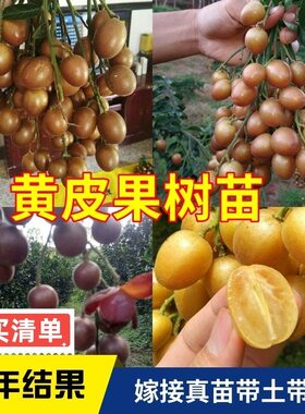 黄皮苗郁南大鸡心无核冰糖黄皮良种嫁接苗南北方庭院果树果苗