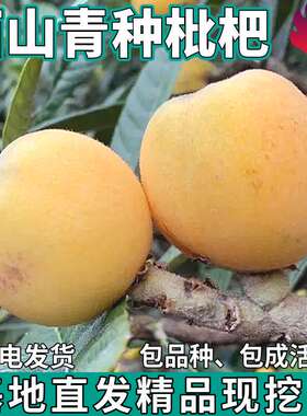 西山青种枇杷苗活苗嫁接南北方种植庭院地栽盆栽琵琶树苗当年结果