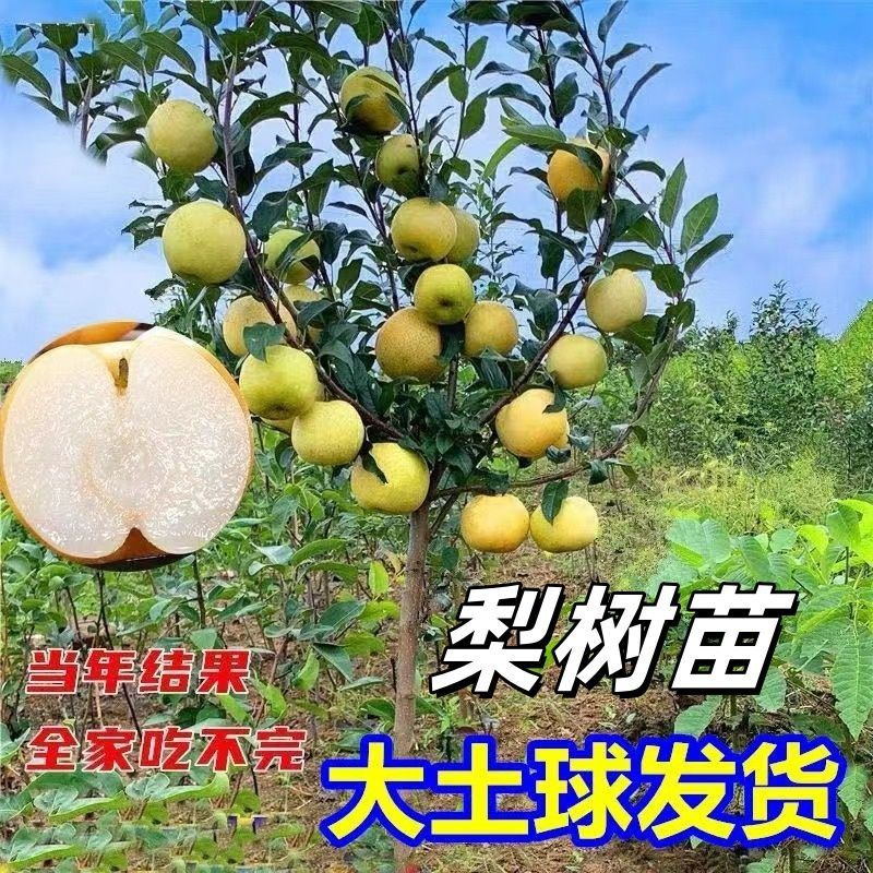 秋月梨树果苗当年结果嫁接圆皇翠冠黄南北方盆栽种植56