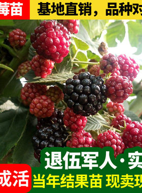 红树莓双季红比秋福高产 树梅果苗果树苗明年结果苗 一年三季结果