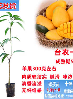 台农椰香红贵妃金煌芒果苗种植当年结果红毛丹树苗盆栽金枕榴莲苗