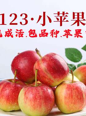 东北123小苹果树苗矮化盆栽庭院耐寒海棠果沙果苹果苗南北方种植