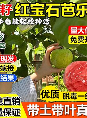 无籽红宝石番石榴嫁接果树苗胭脂红芭乐盆地栽南北方种植当年结果