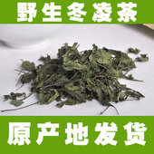 冬凌咽痒茶500克 冬凌言清茶 野生冬凌茶野生冬凌草茶 润嗓润喉茶
