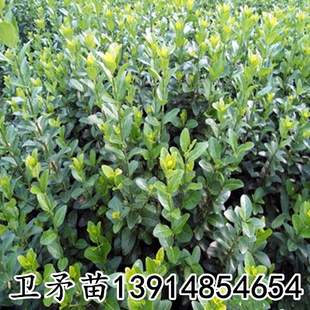 四季常青绿化苗木卫矛小苗 冬青卫矛 卫矛球 胶东卫矛苗 扦插苗