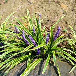 耐寒花卉植物金边麦冬草苗子宿根地被花草户外庭院四季 秋冬季 开花