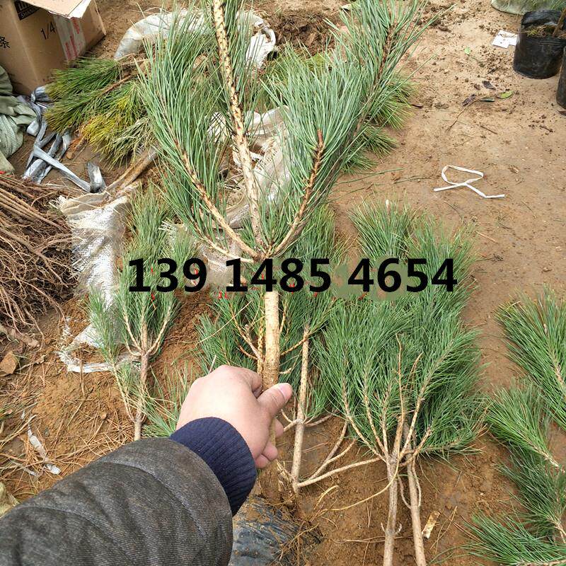 黑松苗 黑松树苗白皮松苗四季常青 庭院景观童子功苗 小叶罗汉松