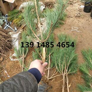 黑松苗 黑松树苗白皮松苗四季常青 庭院景观童子功苗 小叶罗汉松