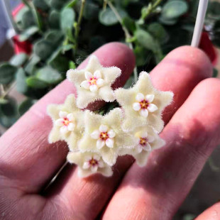 原种匍匐 原生匍匐 匍匐球兰大苗 迷你球兰 阳台盆栽草本花卉植物