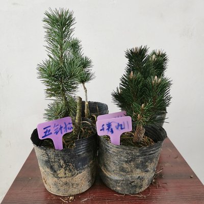 正宗嫁接日本短针五针松 千寿丸 大阪松 黑松苗 微盆景小老桩盆栽