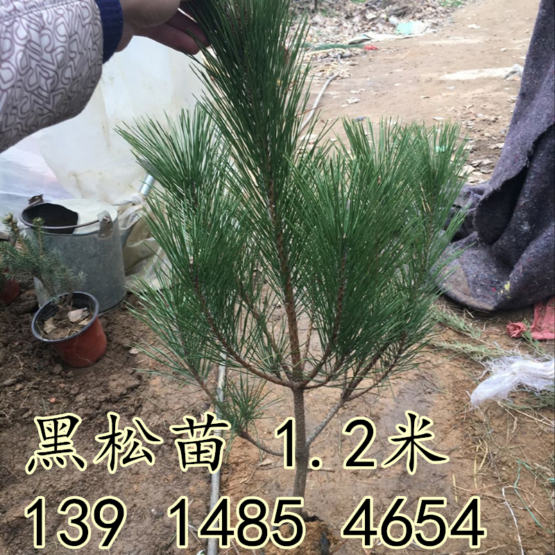 黑松小苗 黑松大树 常青绿化树木盆景制作道路庭院长青松耐寒耐旱