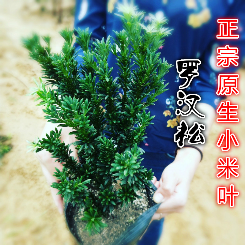 小米盆景舌红芽珍珠罗汉松树苗
