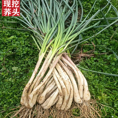 江西带叶当季荞头现挖现发新鲜货