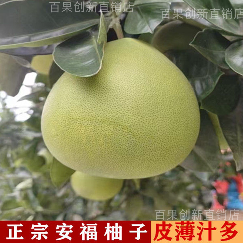 江西特产安福柚子井冈山金兰柚子