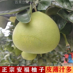 江西特产安福柚子井冈山金兰柚新鲜孕妇级蚕子薄皮老树白心蜜柚子