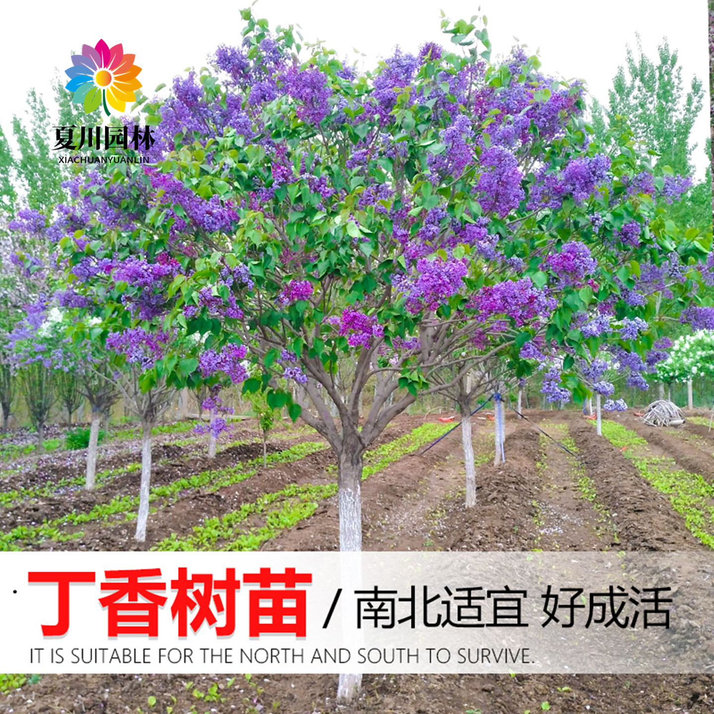 庭院耐寒浓香丁香花树苗当年开花