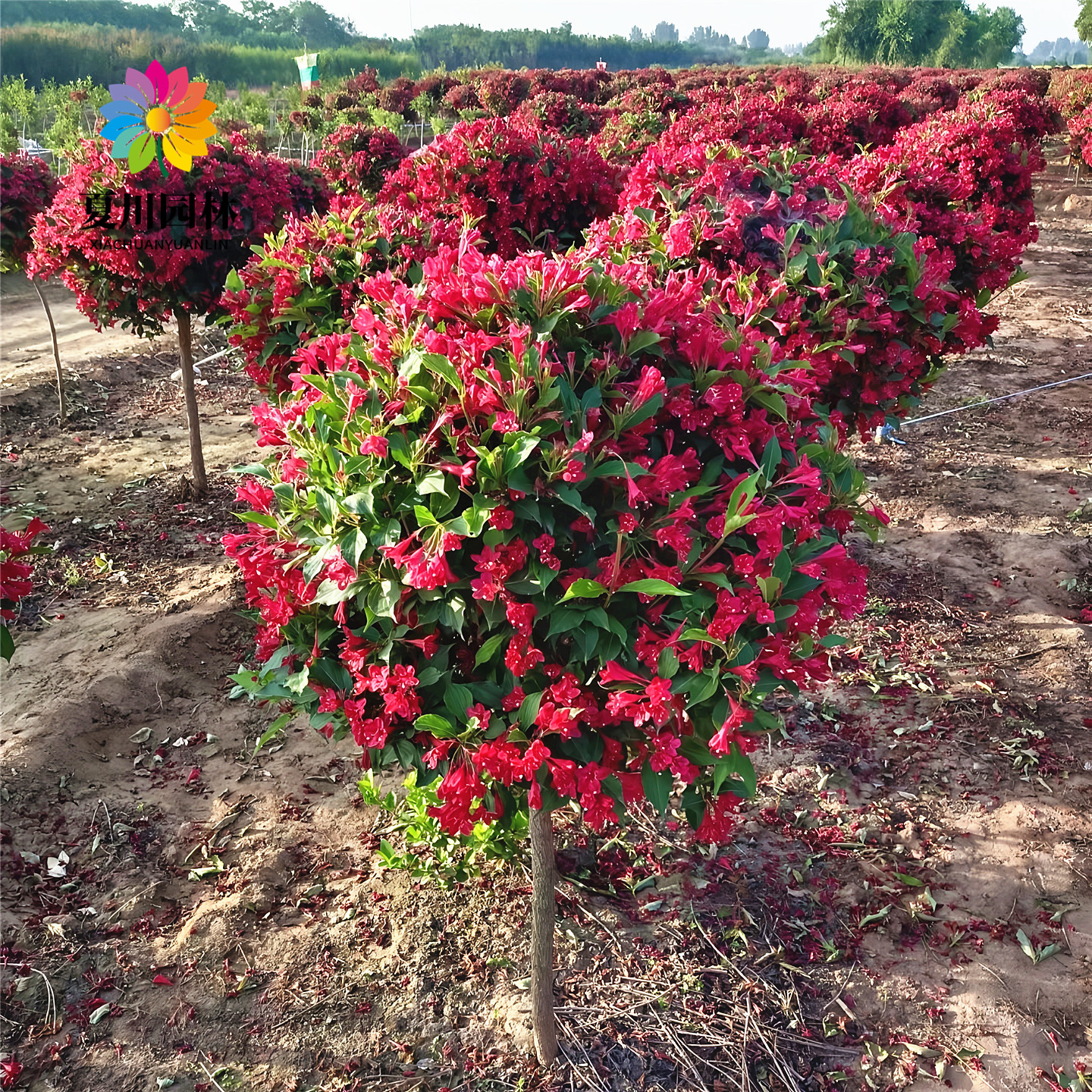 红王子锦带花棒棒糖当年开花耐寒