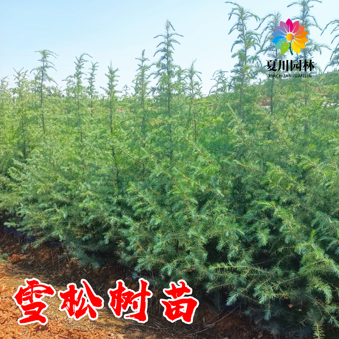 雪松树苗盆栽松树小苗庭院行道耐寒大型四季常青风景树圣诞雪松树