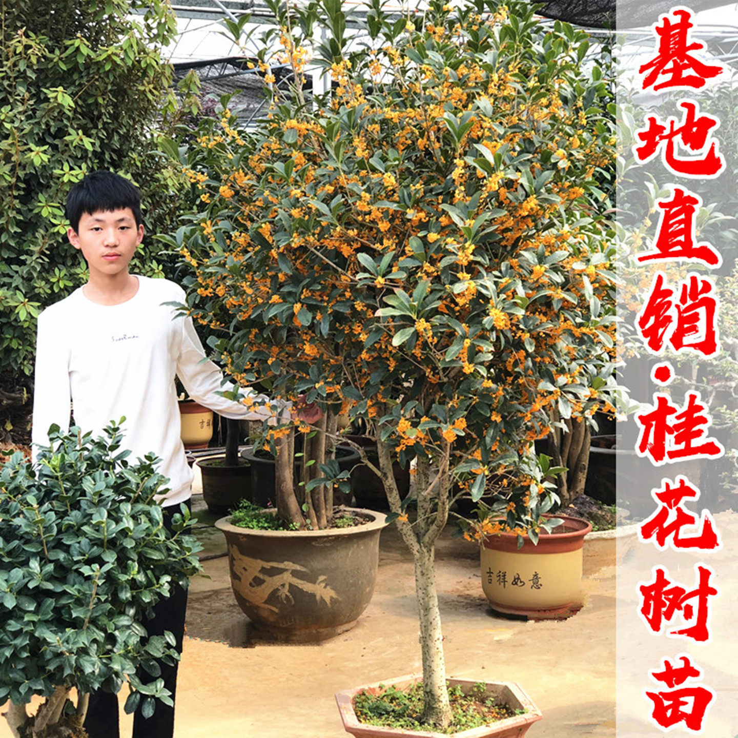 别墅绿化浓香型桂花树苗当年开花
